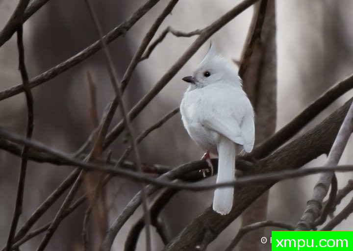 白化风头--摄影师：弗雷德汤普森摄影