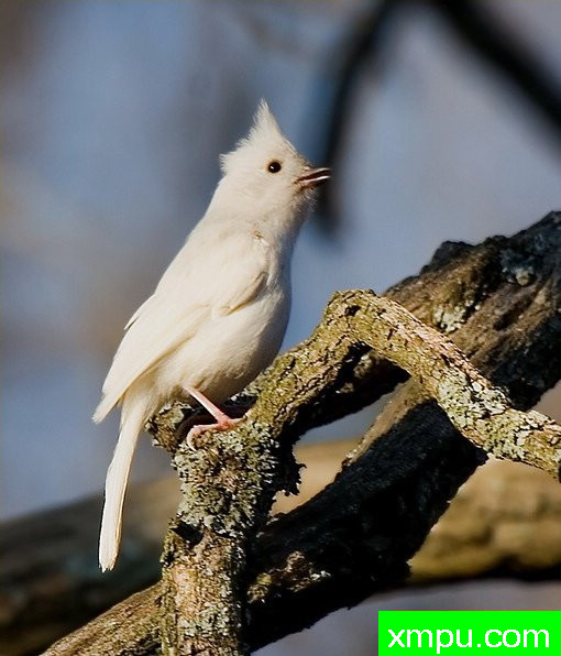 白化风头--摄影师：弗雷德汤普森摄影