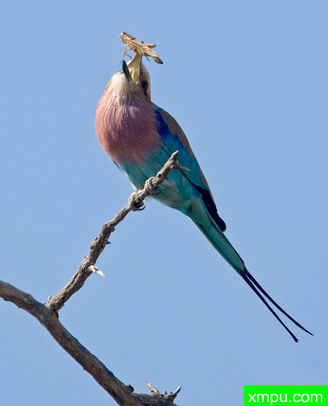 紫丁香---摄影师：迈克尔莫斯摄影