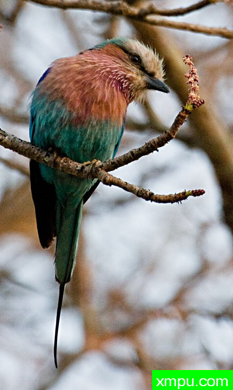 紫丁香---摄影师：迈克尔莫斯摄影