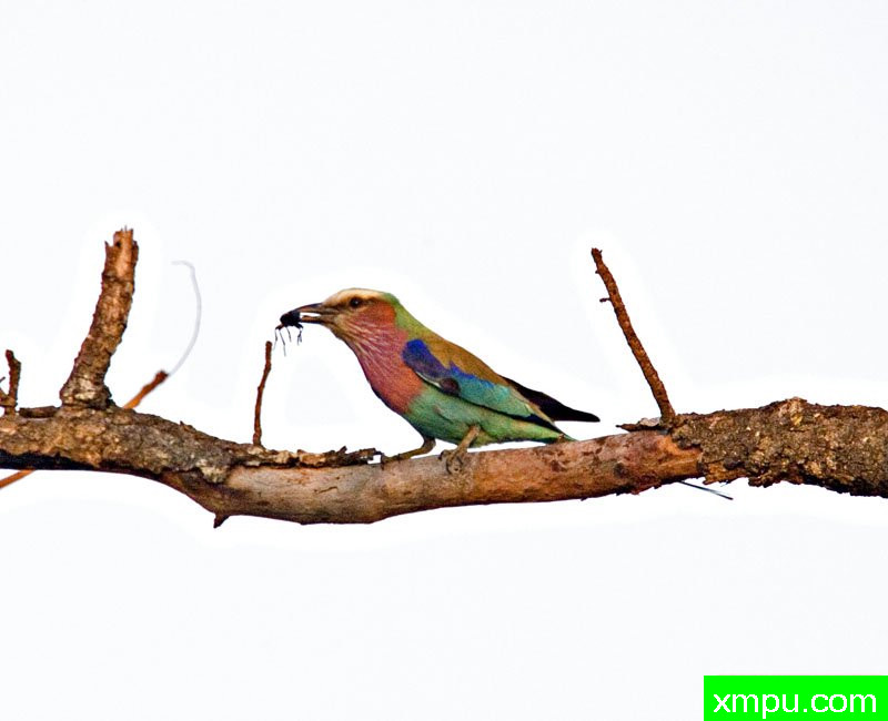 紫丁香---摄影师：迈克尔莫斯摄影