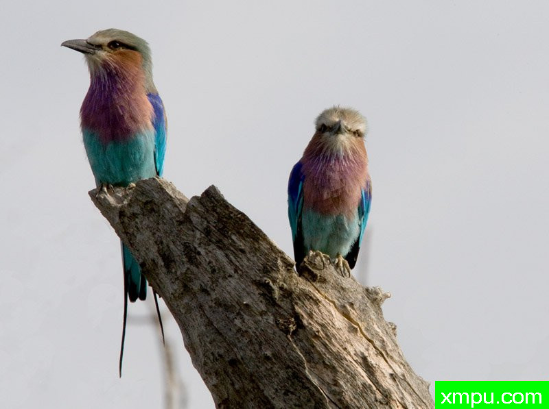 紫丁香---摄影师：迈克尔莫斯摄影