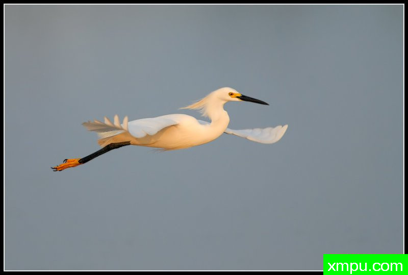 白鹭鸶--摄影师罗尼加伯特摄影
