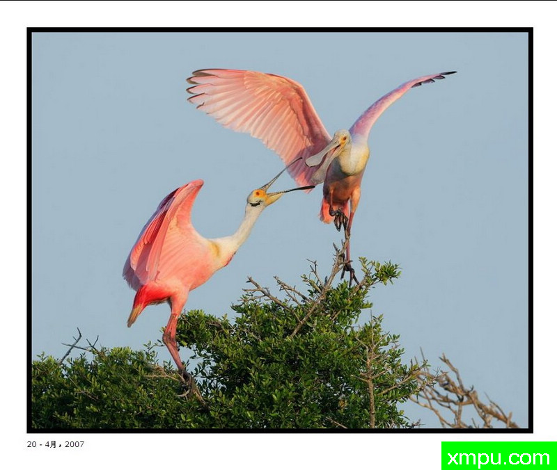 搏击 - 野外摄影师：大卫肖摄影