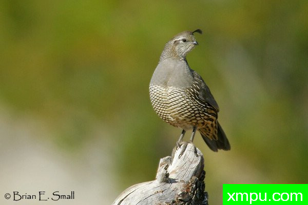 加州鹌鹑--著名摄影大师布赖恩E.小【美国】作品系列