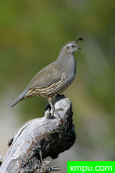 加州鹌鹑--著名摄影大师布赖恩E.小【美国】作品系列