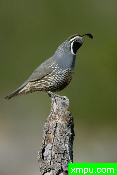 加州鹌鹑--著名摄影大师布赖恩E.小【美国】作品系列