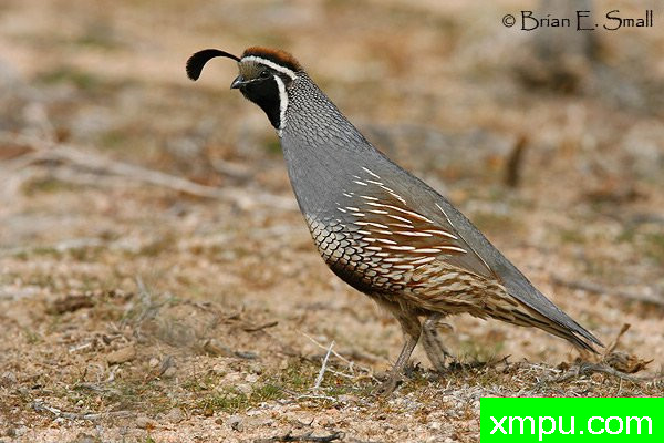 加州鹌鹑--著名摄影大师布赖恩E.小【美国】作品系列