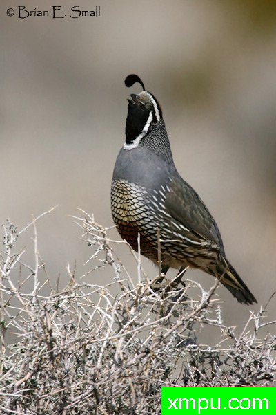 加州鹌鹑--著名摄影大师布赖恩E.小【美国】作品系列