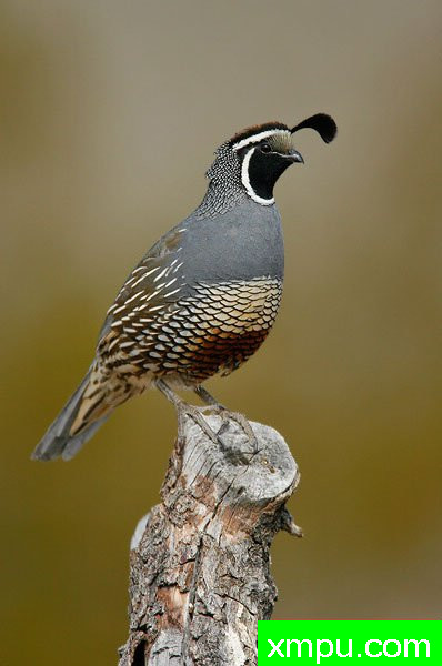 加州鹌鹑--著名摄影大师布赖恩E.小【美国】作品系列