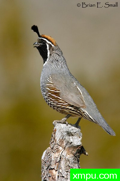 加州鹌鹑--著名摄影大师布赖恩E.小【美国】作品系列