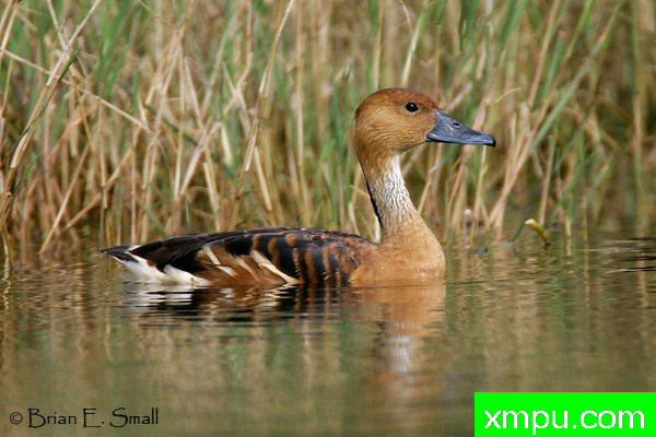 黄褐色的响鸭--著名摄影大师布赖恩E.小【美国】作品系列