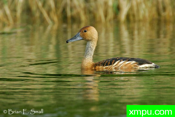黄褐色的响鸭--著名摄影大师布赖恩E.小【美国】作品系列