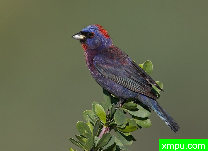 变鹀 --摄影师：罗伯特罗伊斯摄影