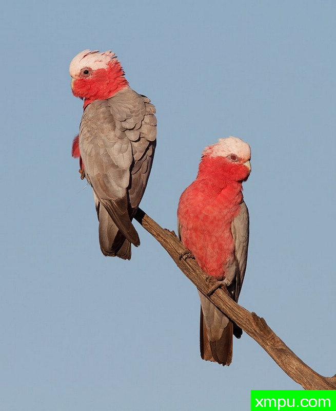 阿Galahs对[澳大利亚]--摄影-西蒙班尼特