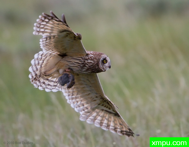 短耳鸮--摄影师：罗恩杜德利摄影