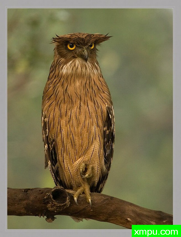 布朗鱼鸮[ zeylonensis] - 印度