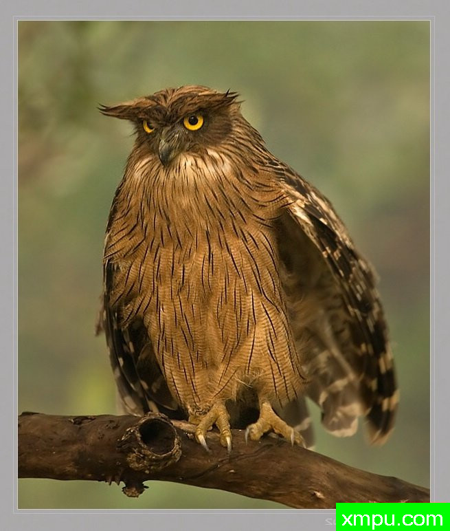 布朗鱼鸮[ zeylonensis] - 印度