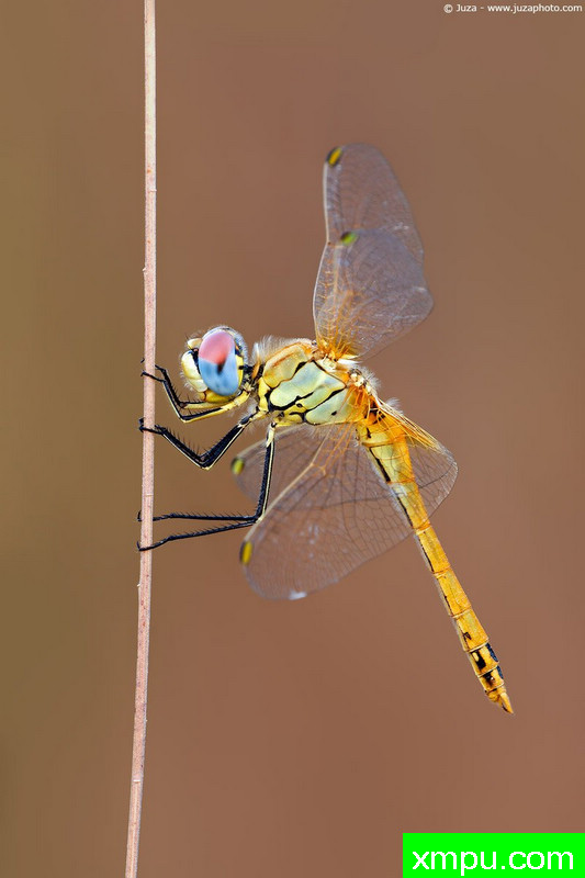 金蜻蜓---摄影师：Juza电子艺界[意大利]