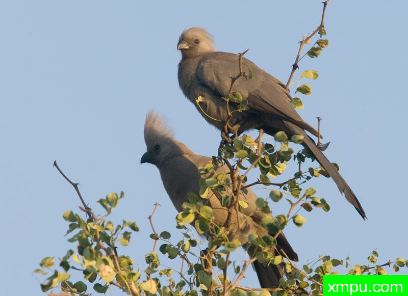 灰色高冠鸟类  --摄影师：迈克尔莫斯