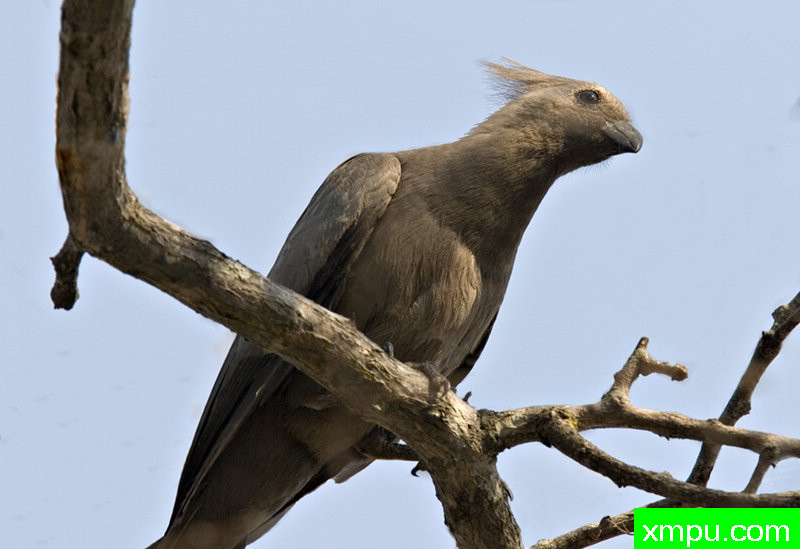 灰色高冠鸟类  --摄影师：迈克尔莫斯