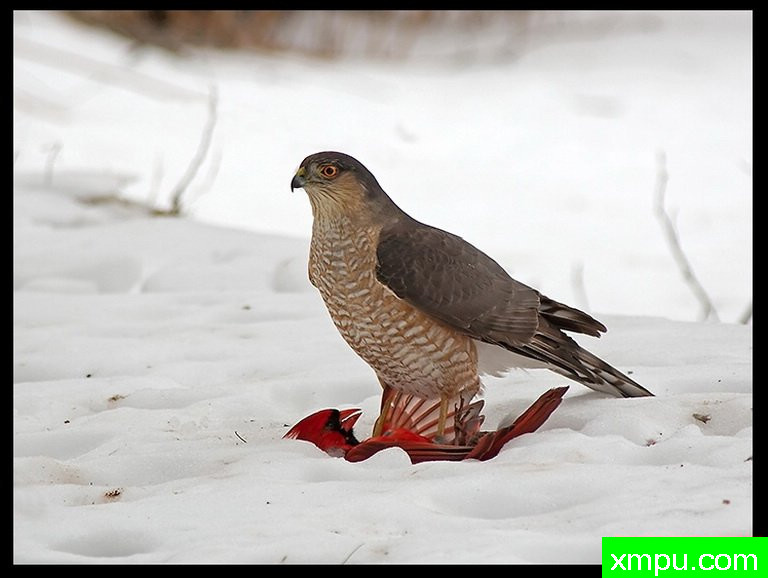 倒霉的红色主教--摄影师：鲍勃马伦摄影