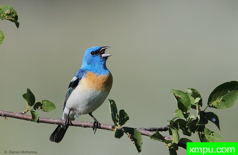 青金石鹀--摄影：达伦麦克纳