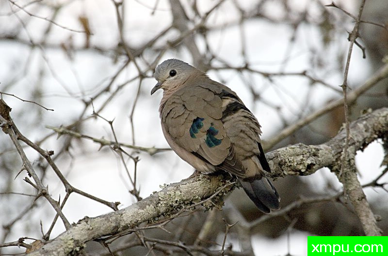 绿色翡翠珠颈斑鸠---摄影师：迈克尔莫斯