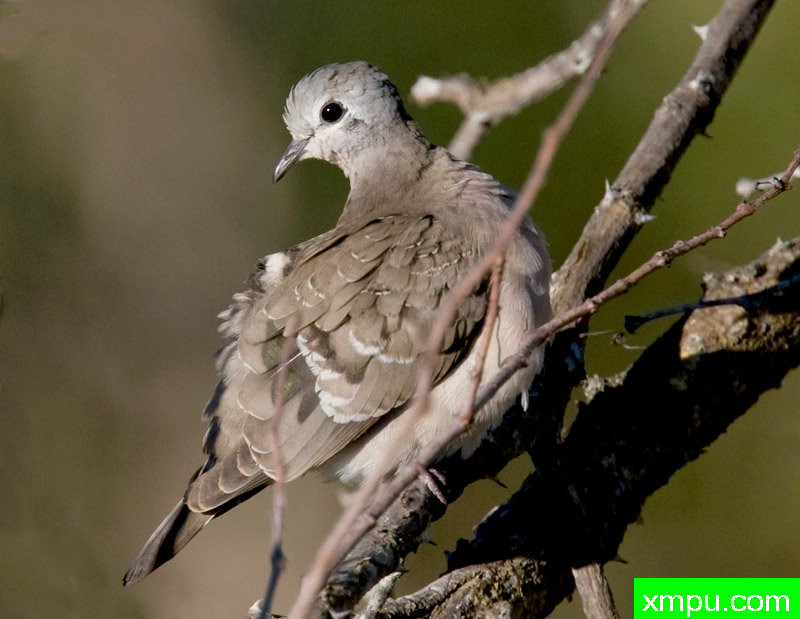 绿色翡翠珠颈斑鸠---摄影师：迈克尔莫斯