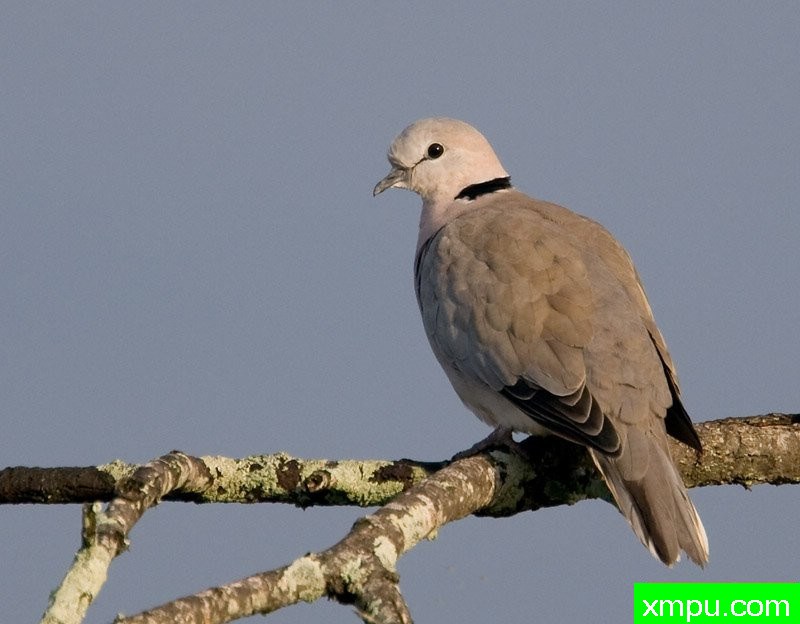 绿色翡翠珠颈斑鸠---摄影师：迈克尔莫斯