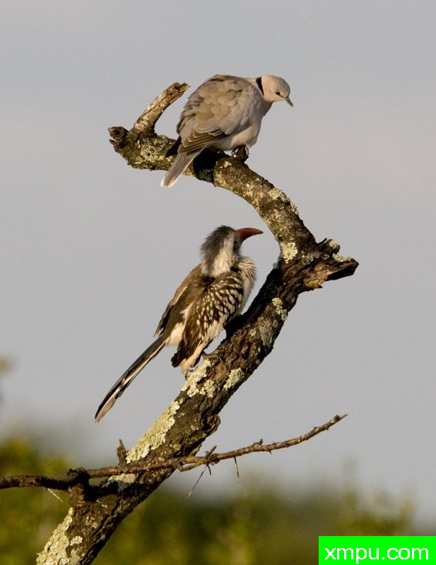 绿色翡翠珠颈斑鸠---摄影师：迈克尔莫斯