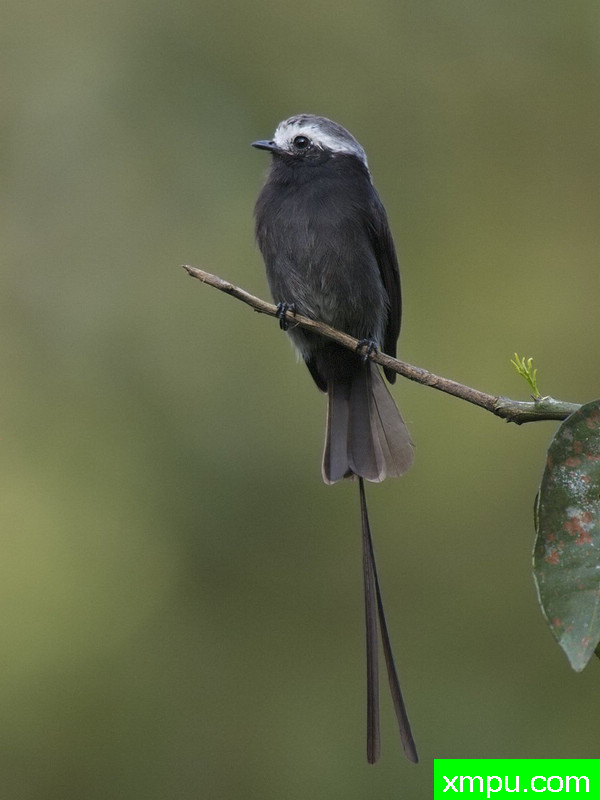 长尾暴君--摄影吉姆德威特[美国]
