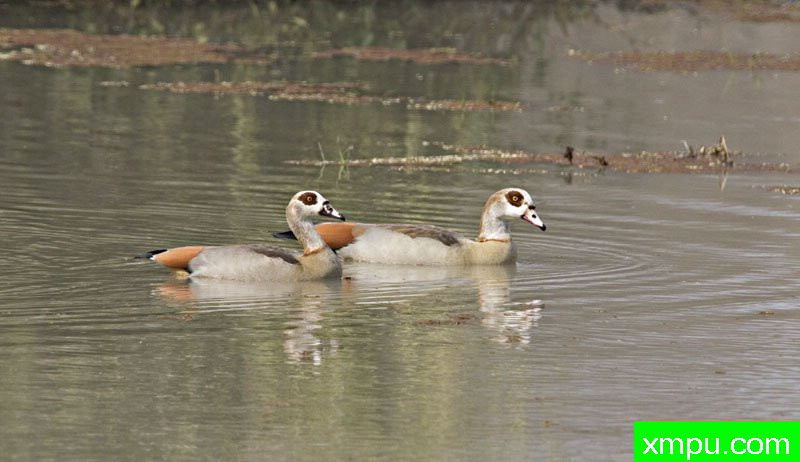 埃及雁  ---摄影师：迈克尔莫斯