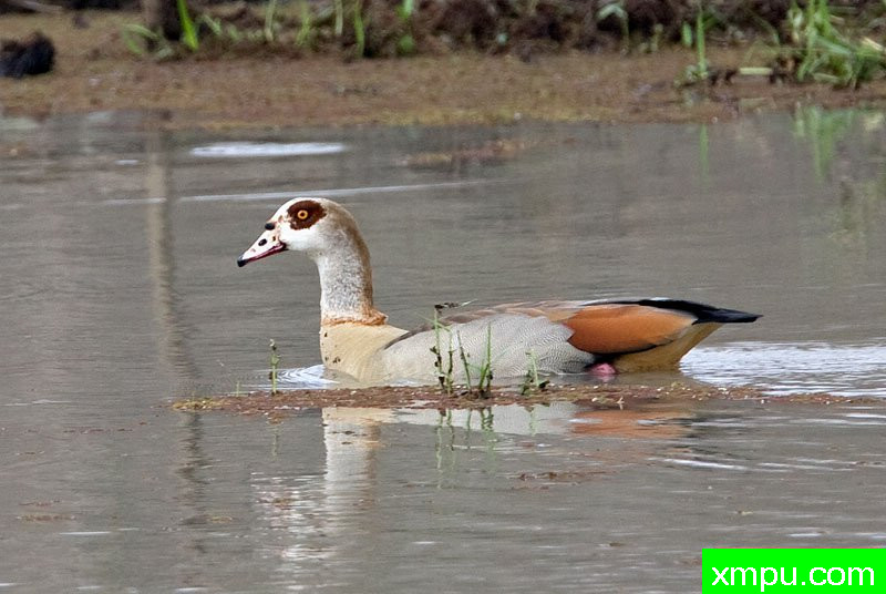 埃及雁  ---摄影师：迈克尔莫斯