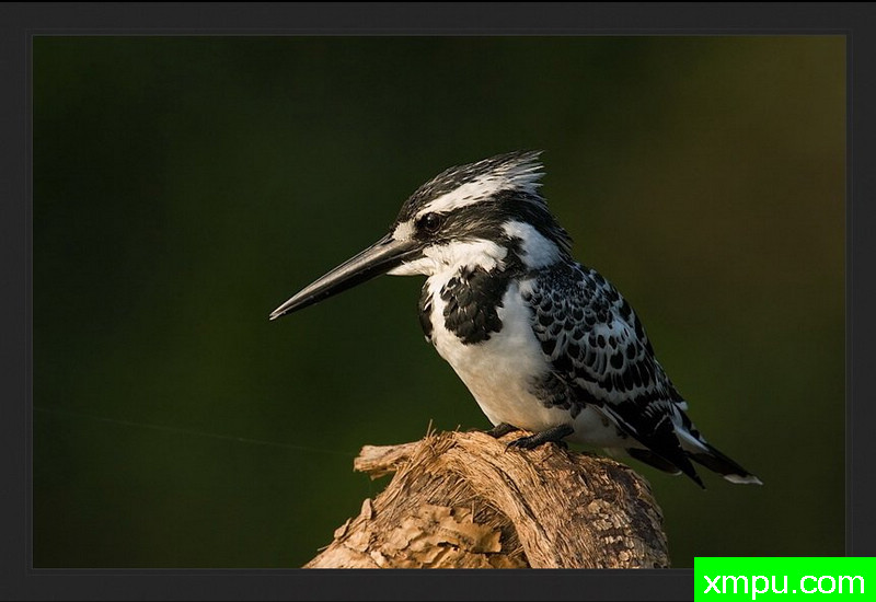 皮耶国王[斑点鱼郎][印度]--摄影师S达斯摄影