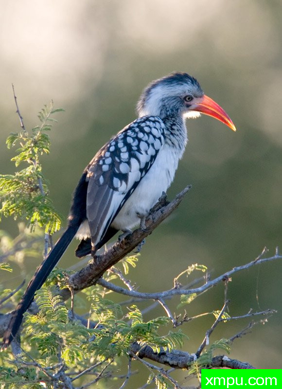 红帐单犀鸟---摄影师：迈克尔莫斯
