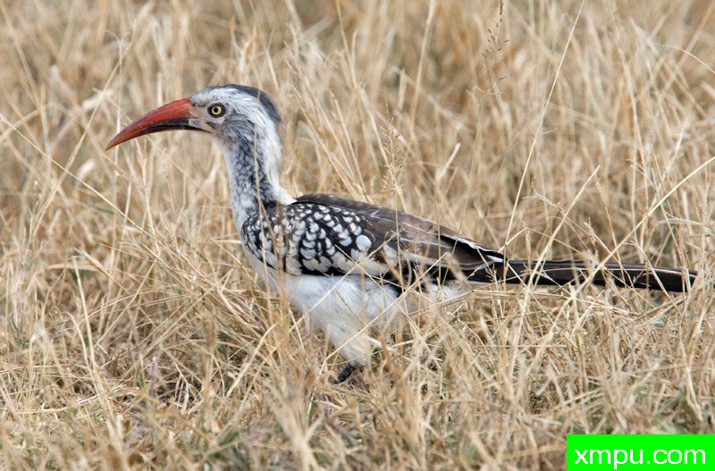 红帐单犀鸟---摄影师：迈克尔莫斯