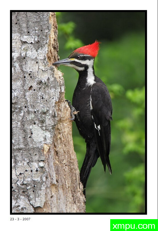 皮利特德啄木鸟 - 摄影大卫肖