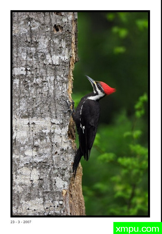 皮利特德啄木鸟 - 摄影大卫肖