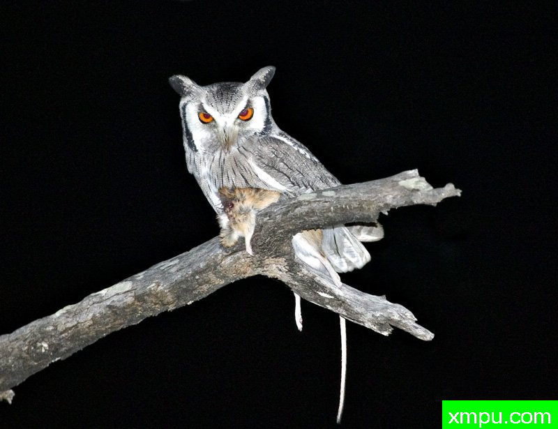 白面猫头鹰---摄影师：迈克尔莫斯