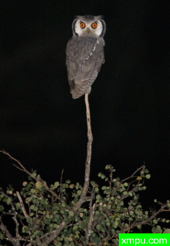 白面猫头鹰---摄影师：迈克尔莫斯