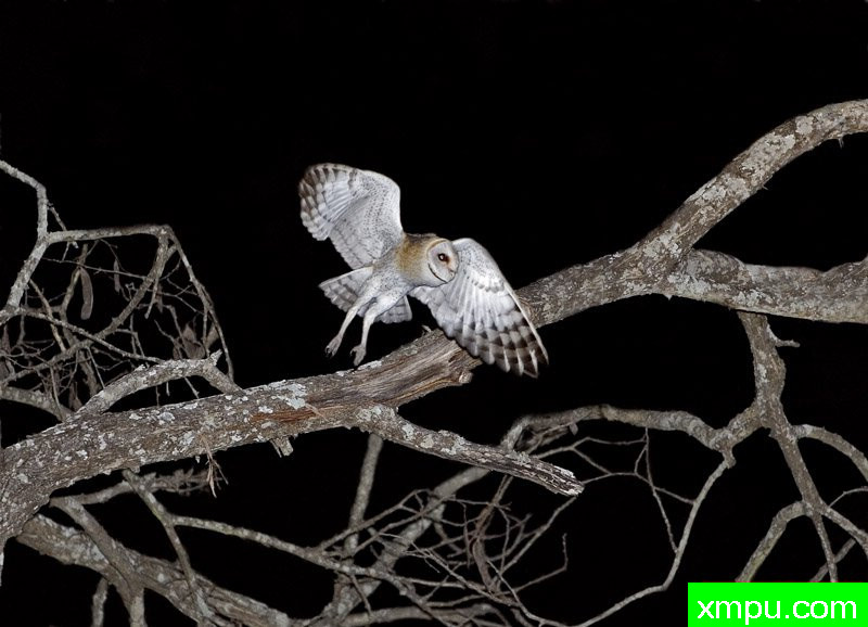 白面猫头鹰---摄影师：迈克尔莫斯
