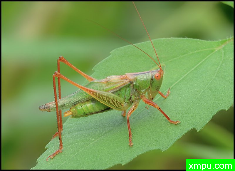 蚱蜢 --摄影师罗尼加伯特摄影