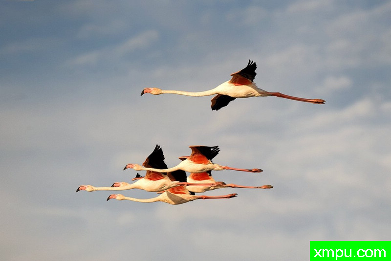 火烈鸟在飞行--摄影毛帕斯奎罗[意大利]