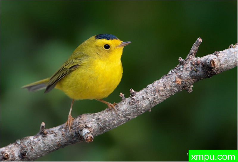 威尔逊斯莺-摄影：基思鲍尔