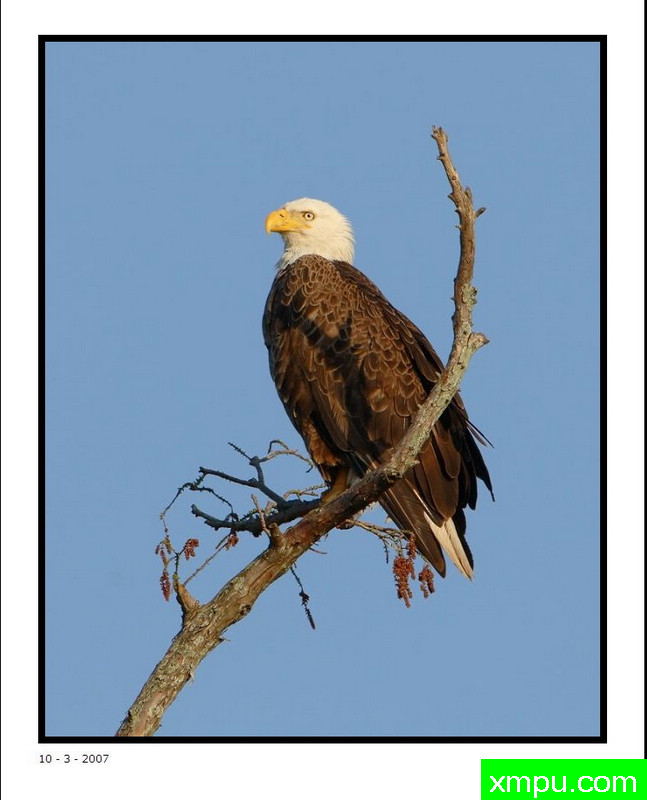 白头海雕 - 摄影师：大卫肖摄影