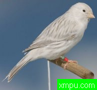 金丝雀精品--培育大师阿斯奎尼[法国]