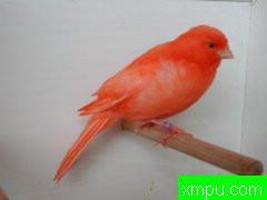 金丝雀精品--培育大师阿斯奎尼[法国]