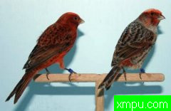 金丝雀精品--培育大师阿斯奎尼[法国]