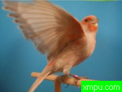 金丝雀精品--培育大师阿斯奎尼[法国]